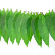 Load image into Gallery viewer, Mango Leaf Toran( Set of 2)
